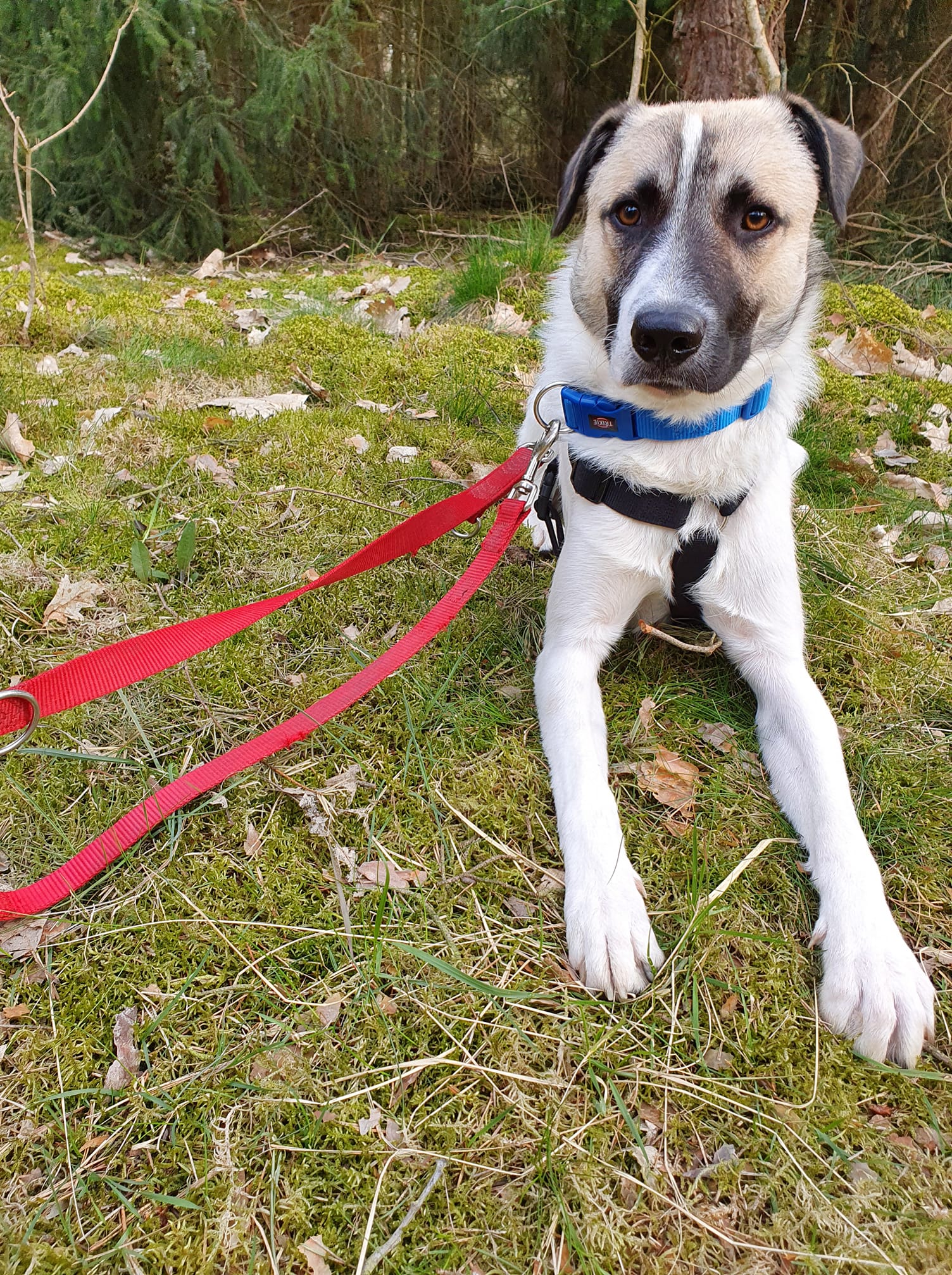 Ducati- Hundevermittlung und Adoption aus Rumänien