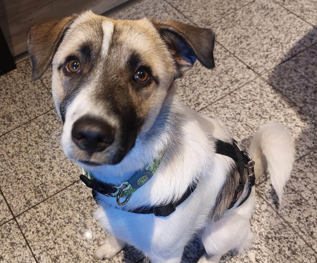 Ducati- Hundevermittlung und Adoption aus Rumänien