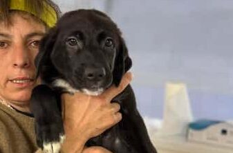 Fero - Hundevermittlung und Adoption aus Rumänien