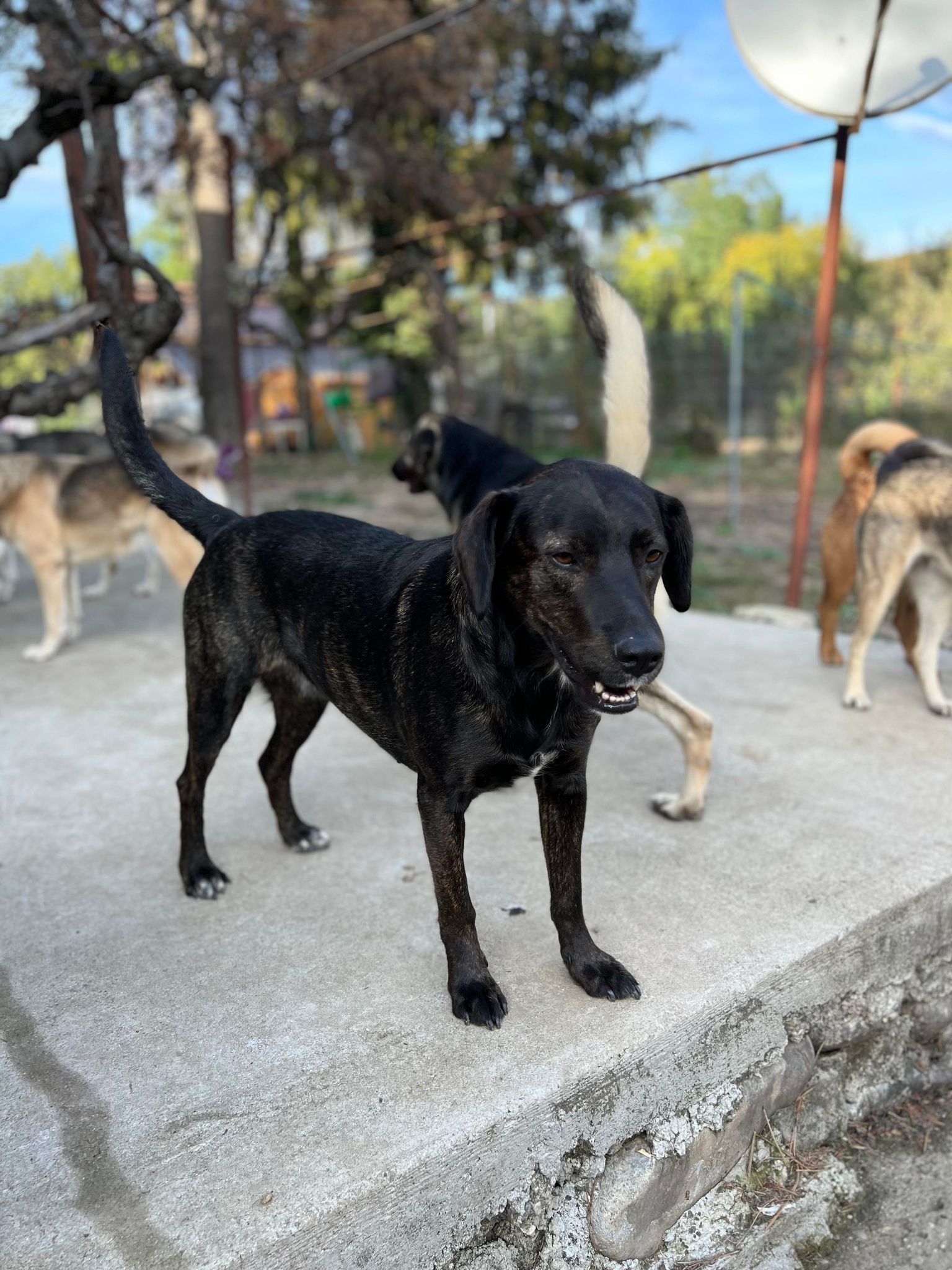 Jawara - Hundevermittlung und Adoption aus Rumänien