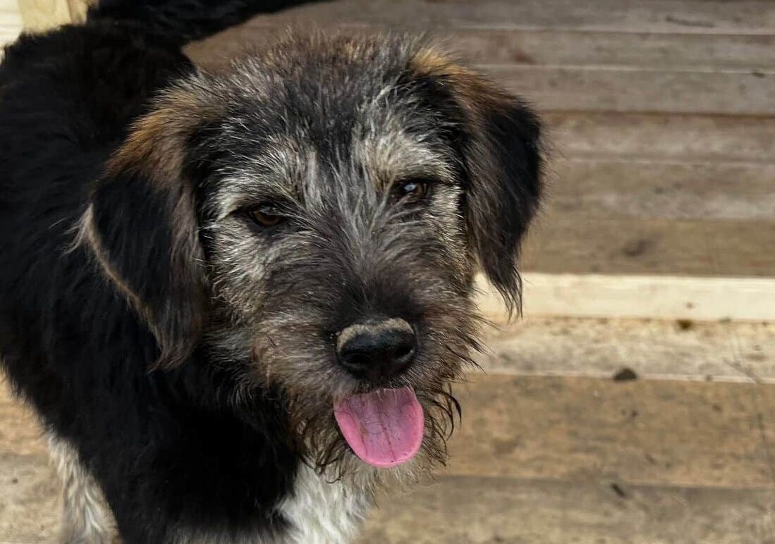 Danella- Hundevermittlung und Adoption aus Rumänien