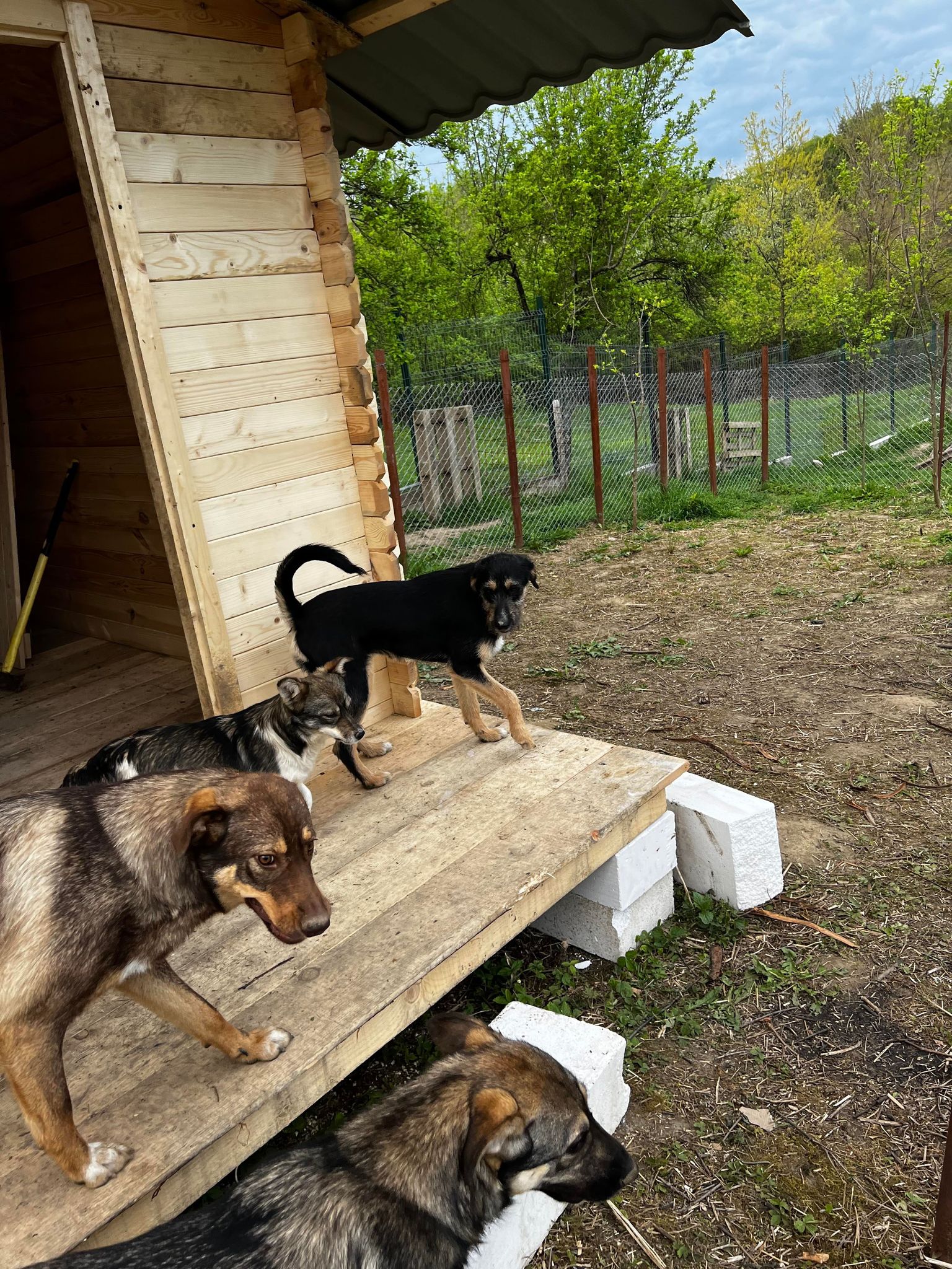 Daria - Hundevermittlung und Adoption aus Rumänien
