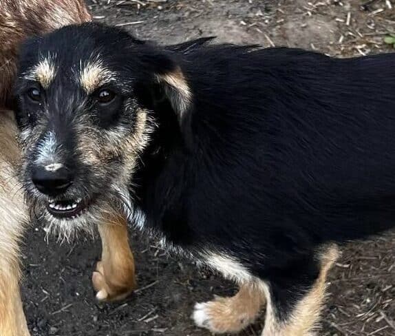 Daria - Hundevermittlung und Adoption aus Rumänien