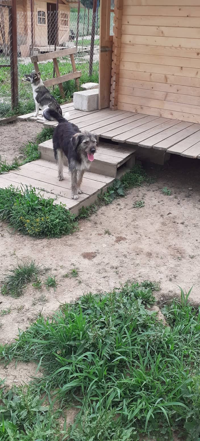 Danella - Hundevermittlung und Adoption aus Rumänien