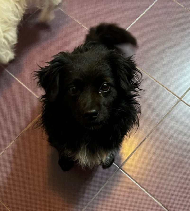 Bambino - Hundevermittlung und Adoption aus Rumänien