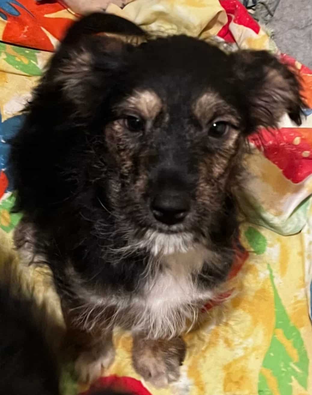 Danella - Hundevermittlung und Adoption aus Rumänien