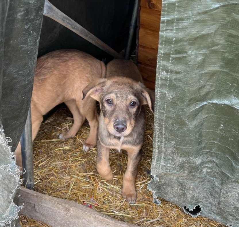 Eike- Hundevermittlung und Adoption aus Rumänien