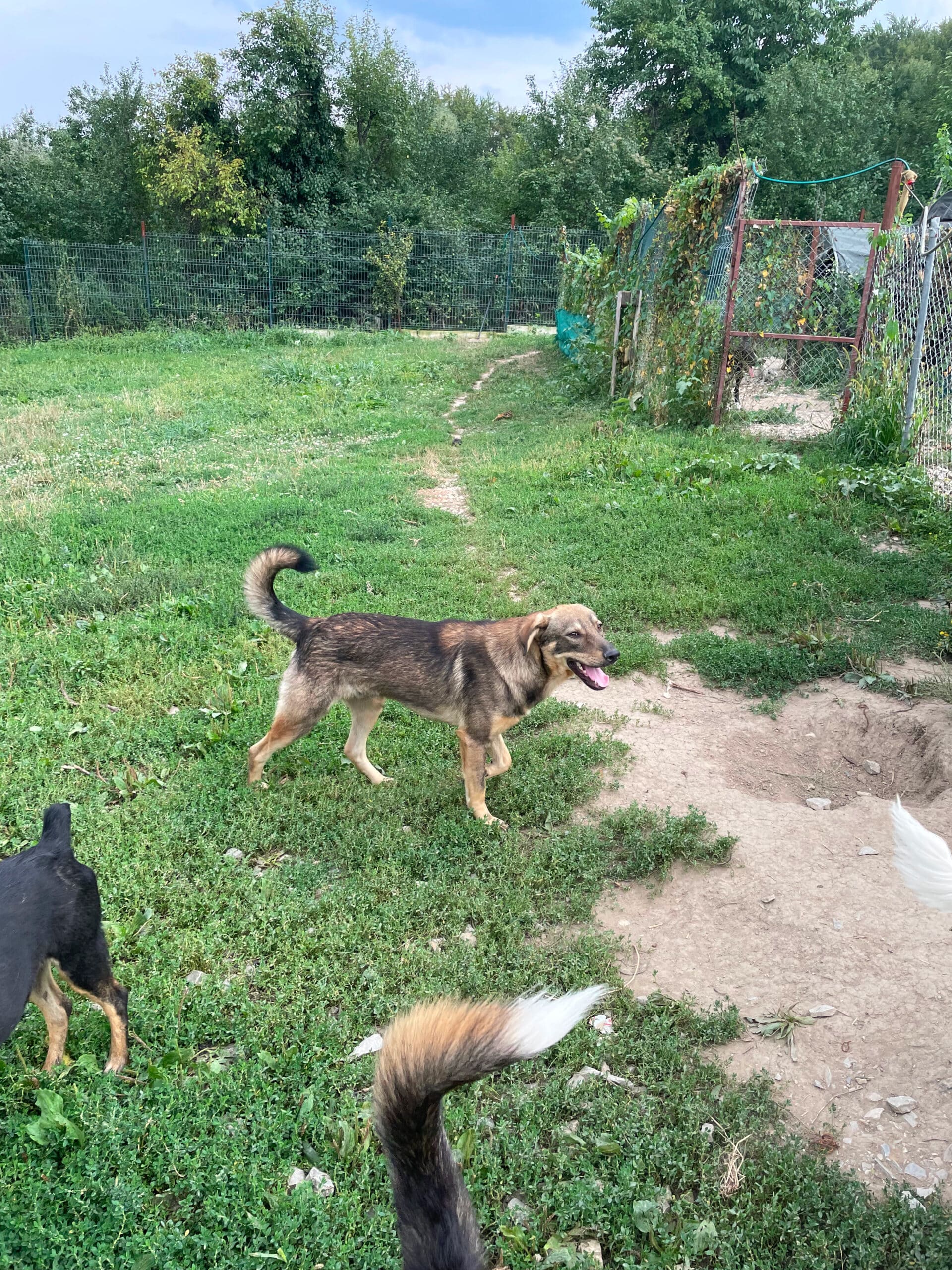 Eike - Hundevermittlung und Adoption aus Rumänien