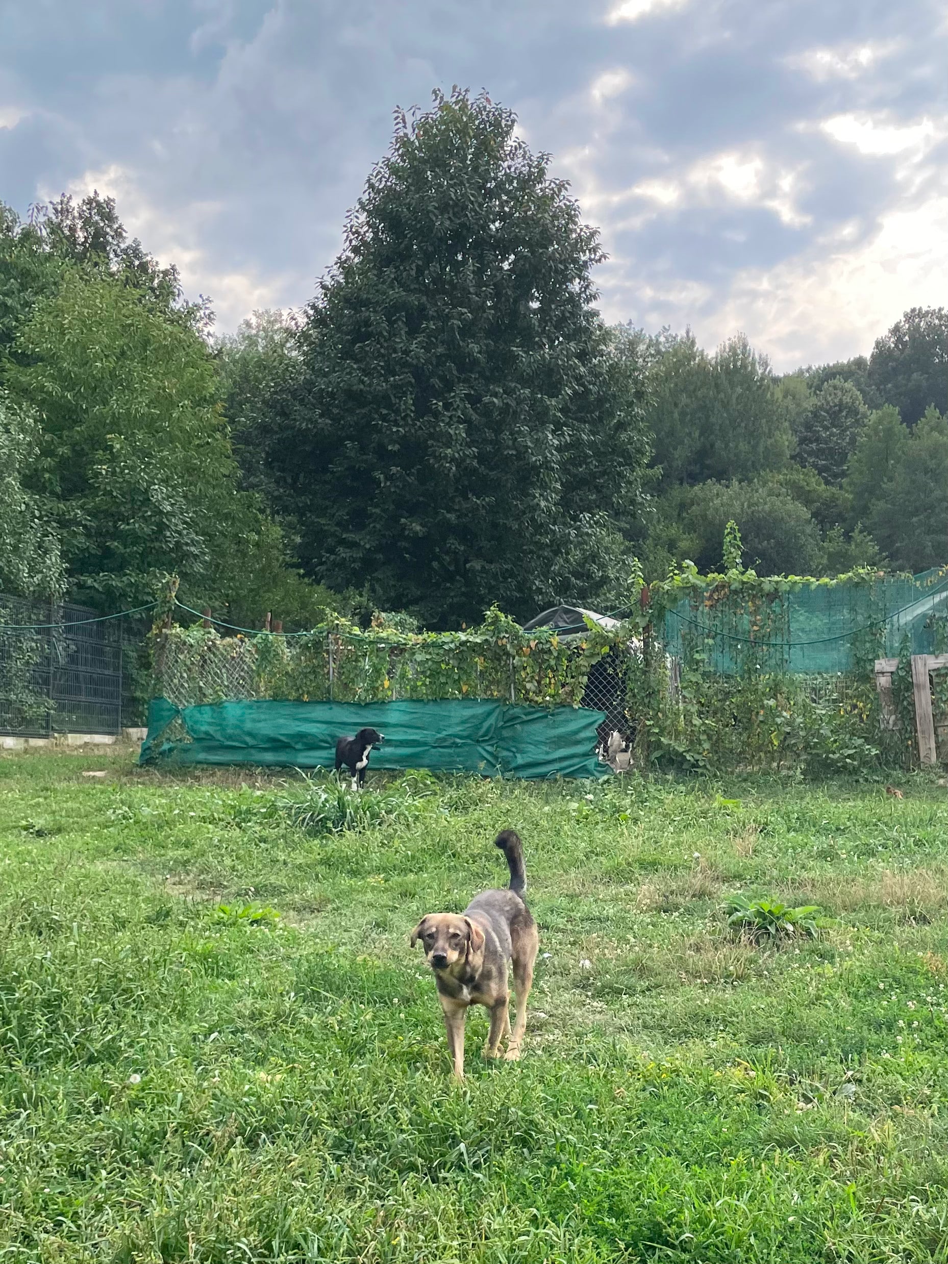 Eike - Hundevermittlung und Adoption aus Rumänien