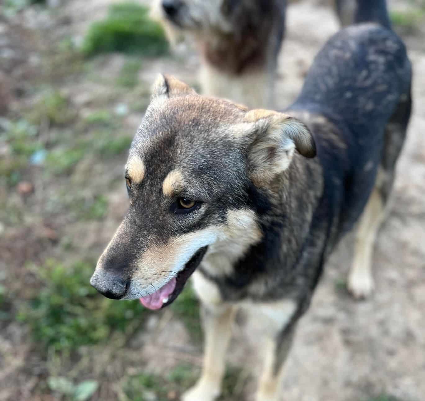 Giro - Hundevermittlung und Adoption aus Rumänien