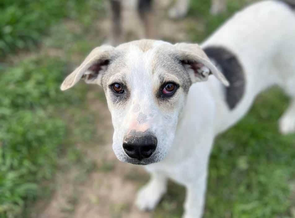 Gigi - Hundevermittlung und Adoption aus Rumänien