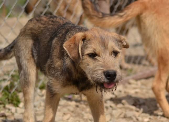 Gwyneth - Hundevermittlung und Adoption aus Rumänien