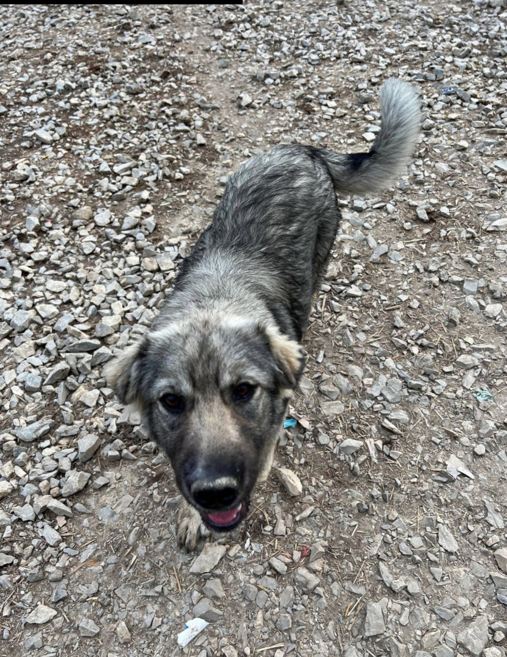Gwendolyn - Hundevermittlung und Adoption aus Rumänien