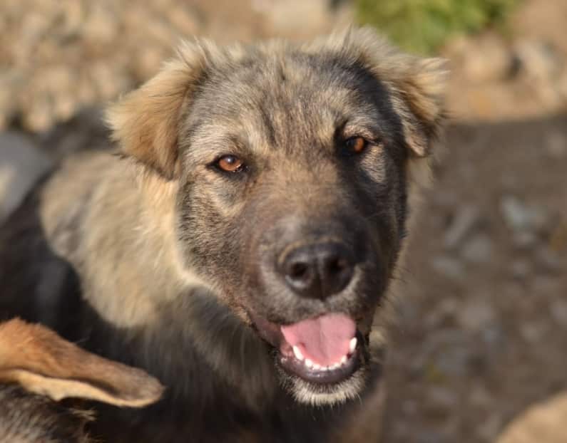 Gwynna - Hundevermittlung und Adoption aus Rumänien