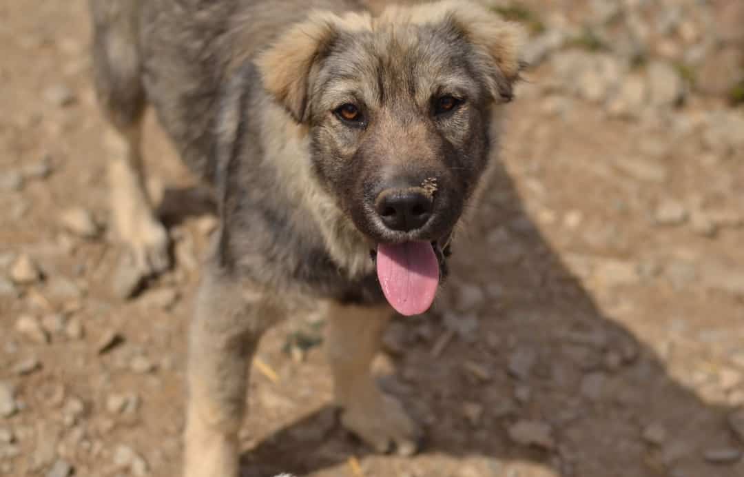 Gwendolyn - Hundevermittlung und Adoption aus Rumänien
