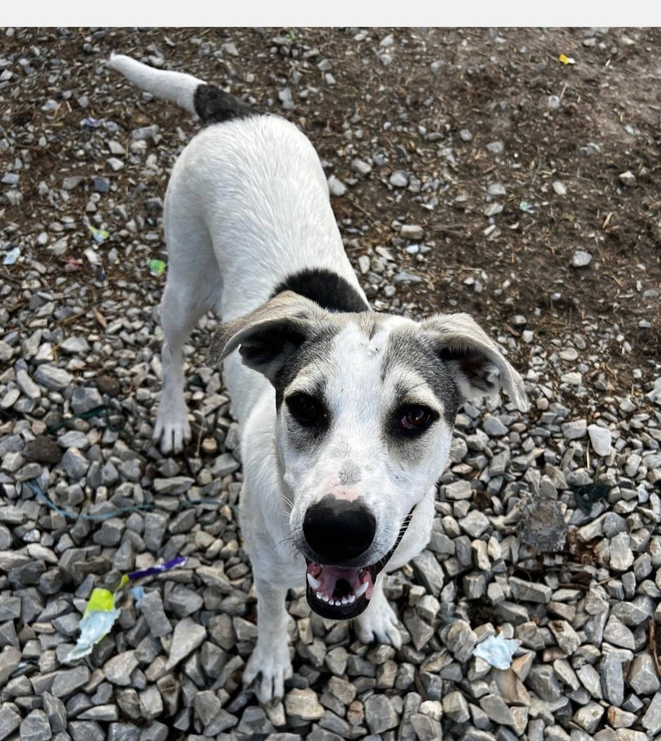 Gigi - Hundevermittlung und Adoption aus Rumänien