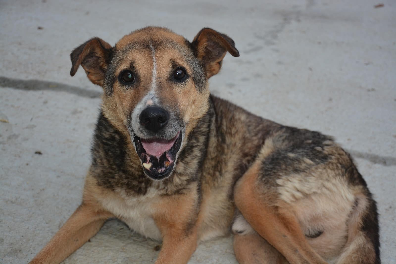 Felix - Hundevermittlung und Adoption aus Rumänien