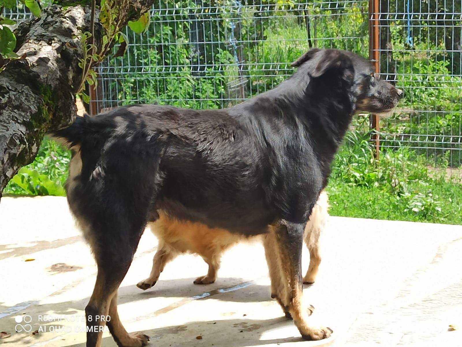 Harry - Hundevermittlung und Adoption aus Rumänien