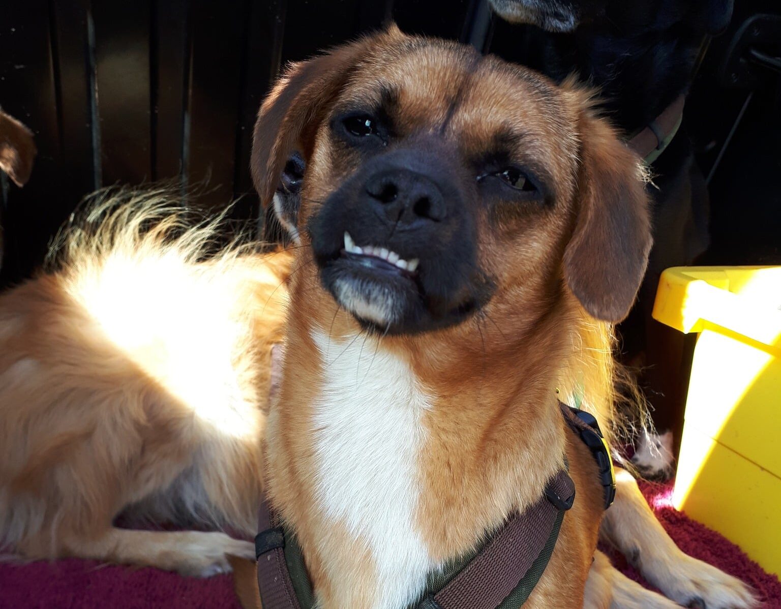 Cherie- Hundevermittlung und Adoption aus Rumänien