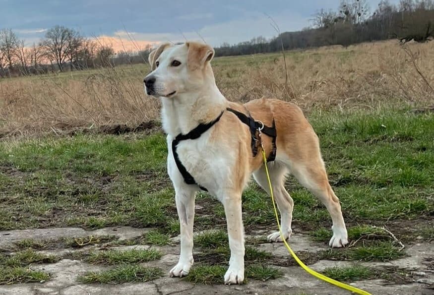 Morgan - Hundevermittlung und Adoption aus Rumänien
