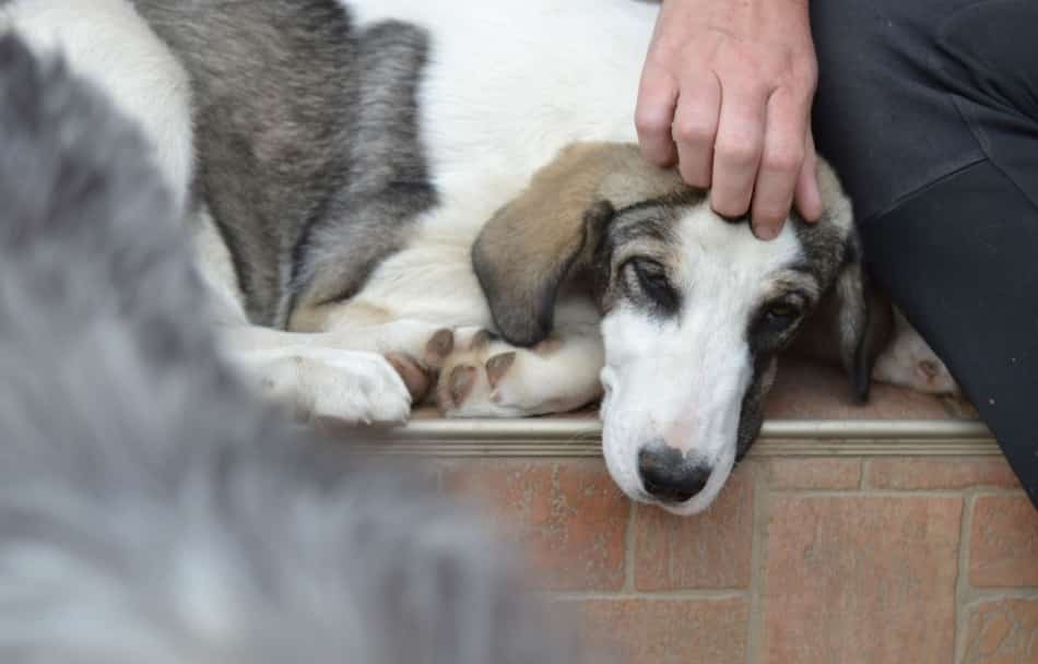 Hanni - Hundevermittlung und Adoption aus Rumänien