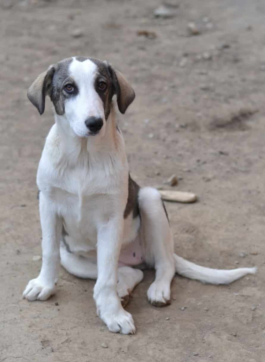 Hanni - Hundevermittlung und Adoption aus Rumänien