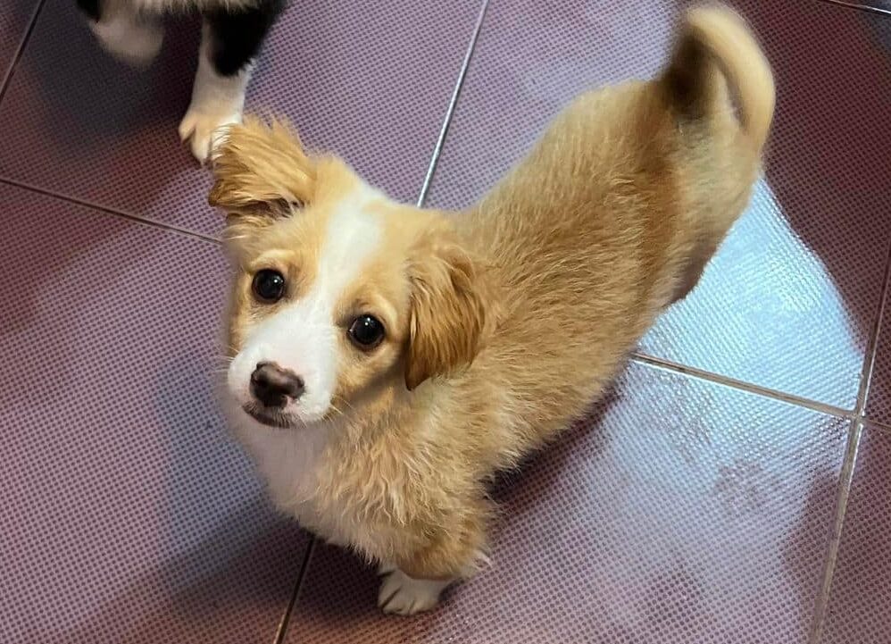 Malia- Hundevermittlung und Adoption aus Rumänien