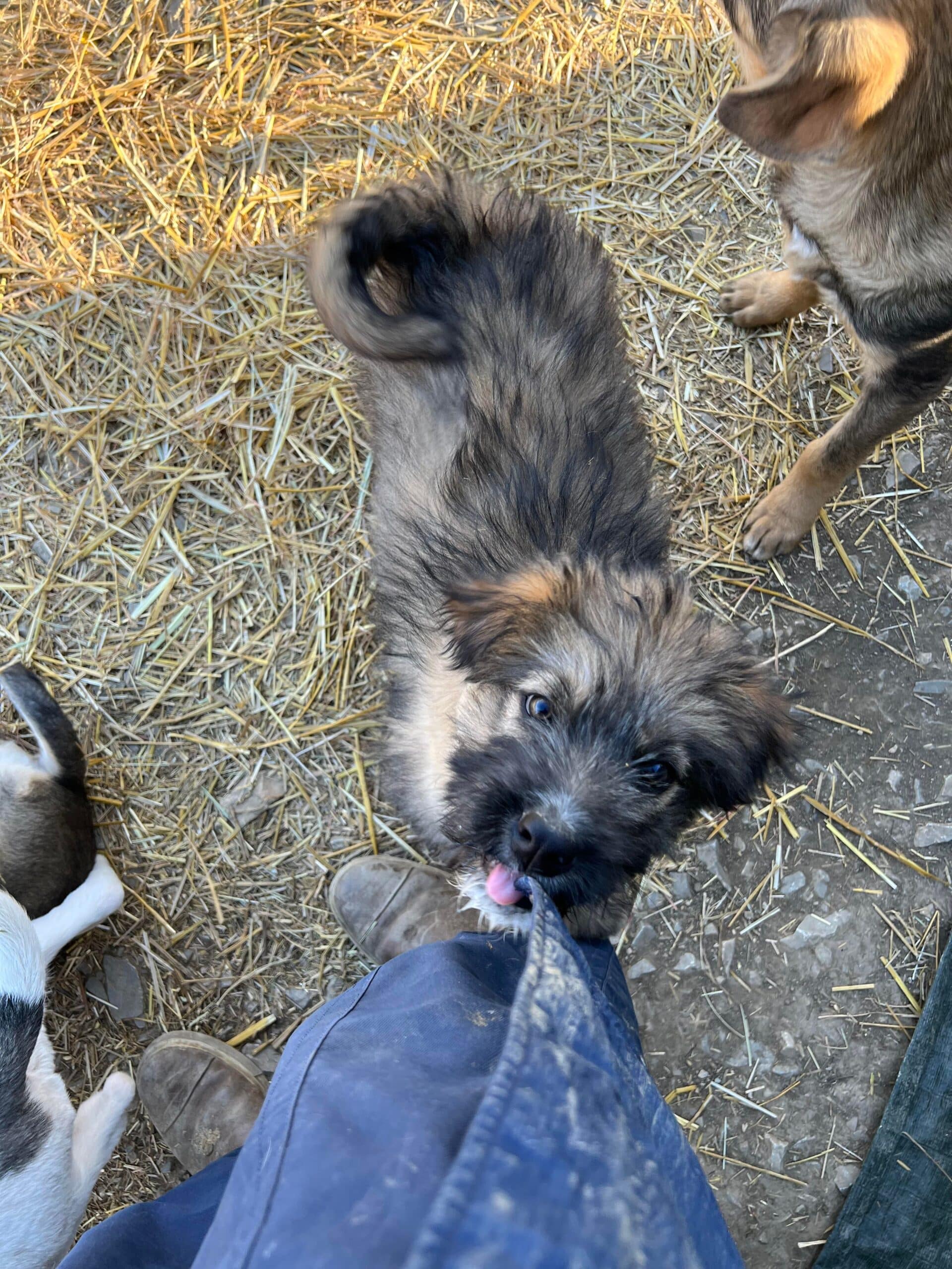 Gwynna - Hundevermittlung und Adoption aus Rumänien