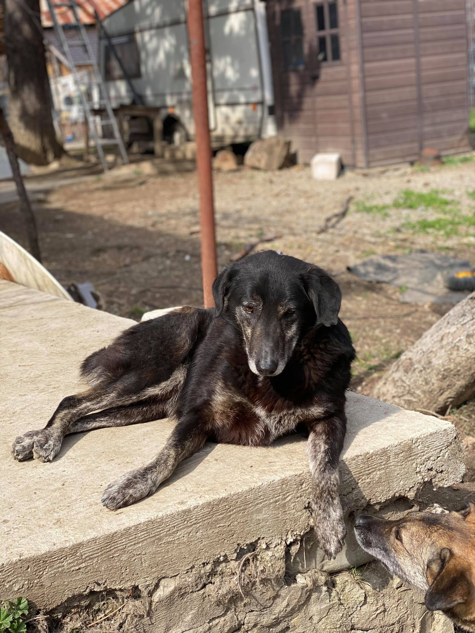 Iulia - Hundevermittlung und Adoption aus Rumänien
