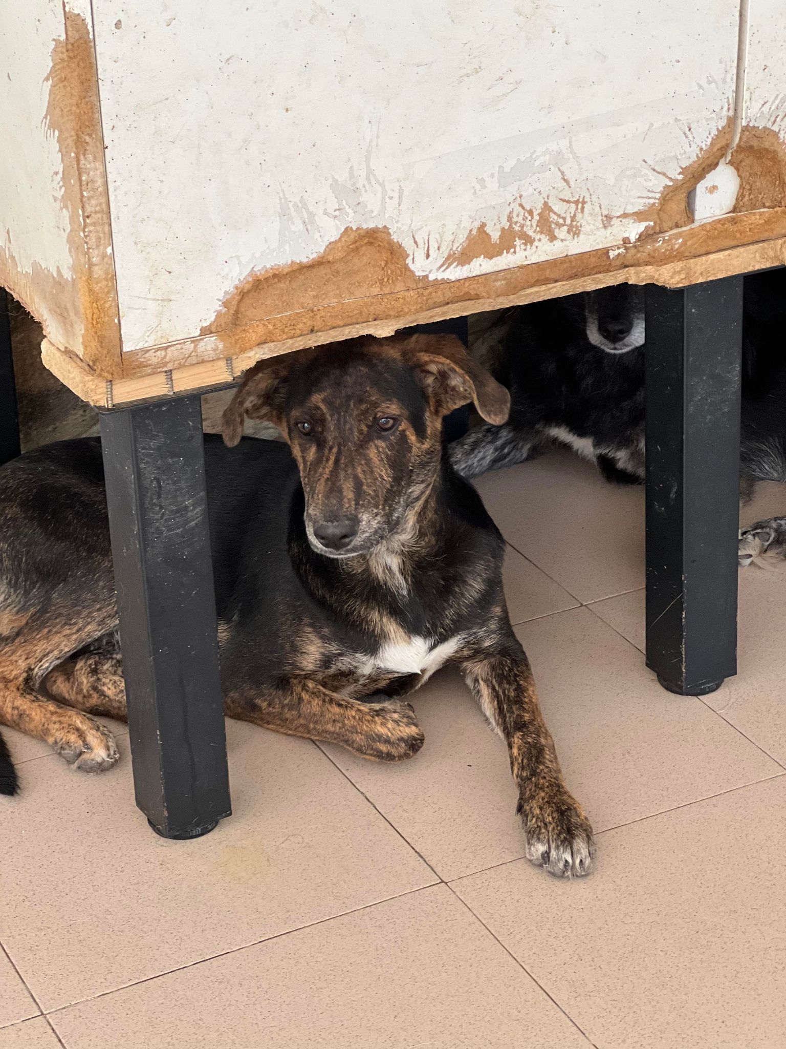 Vinko - Hundevermittlung und Adoption aus Rumänien