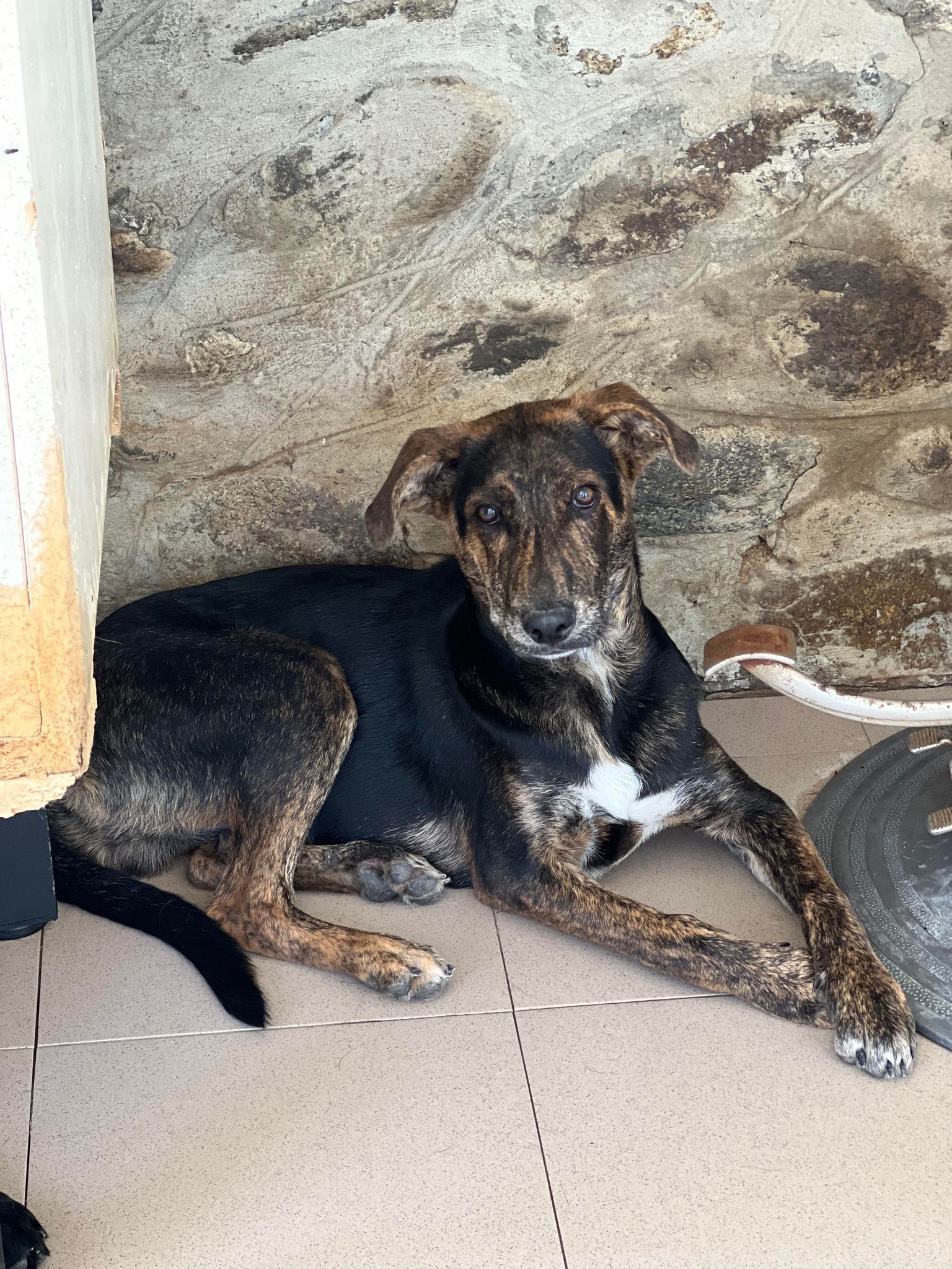 Vinko 4 - Hundevermittlung und Adoption aus Rumänien