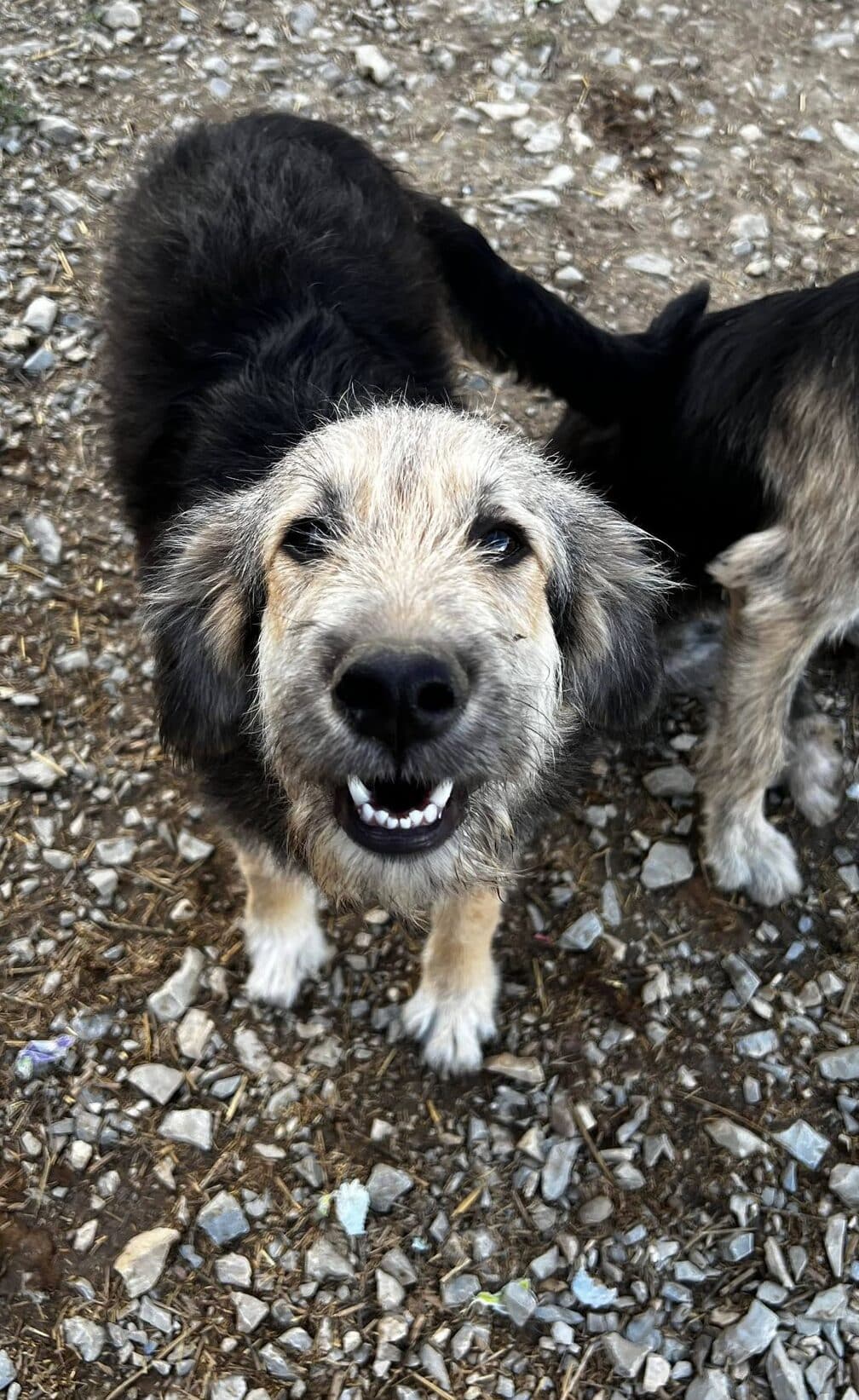 Ice - Hundevermittlung und Adoption aus Rumänien