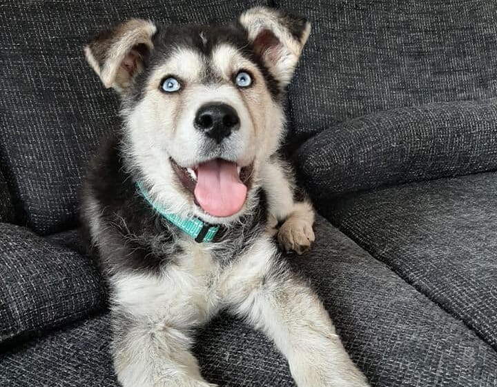 Cora - Hundevermittlung und Adoption aus Rumänien