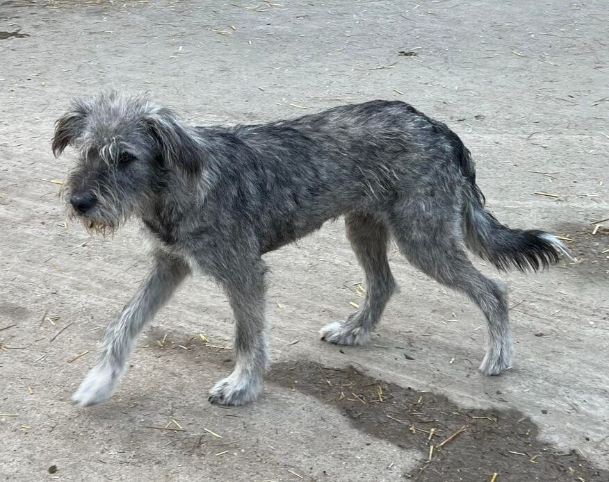 Ikaika - Hundevermittlung und Adoption aus Rumänien