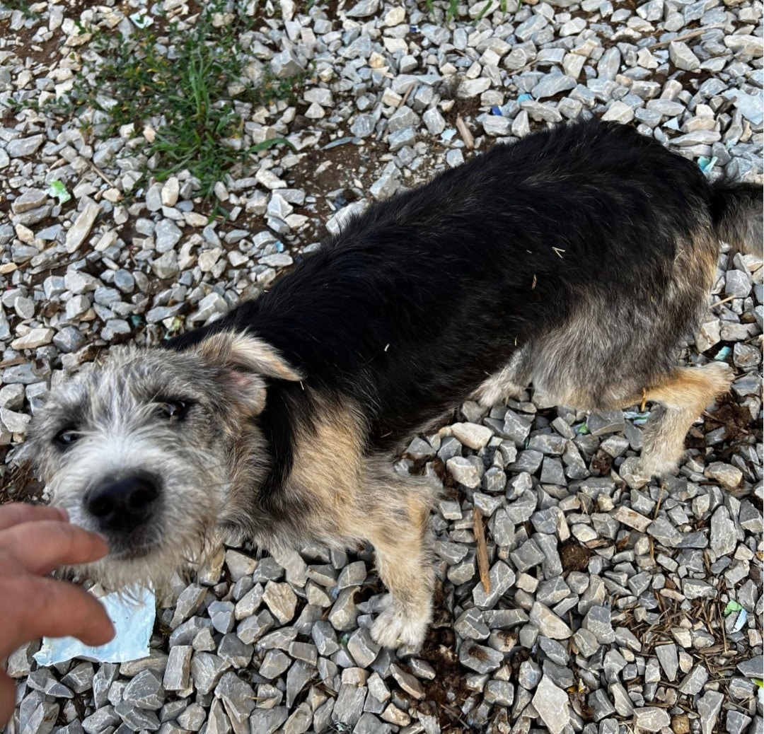 Ida - Hundevermittlung und Adoption aus Rumänien