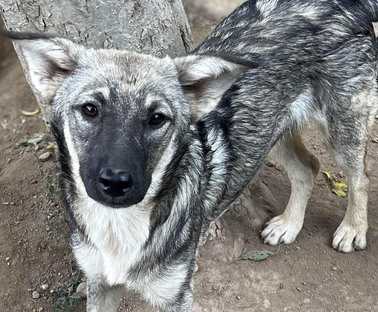 Kelly - Hundevermittlung und Adoption aus Rumänien