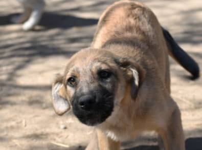 James - Hundevermittlung und Adoption aus Rumänien