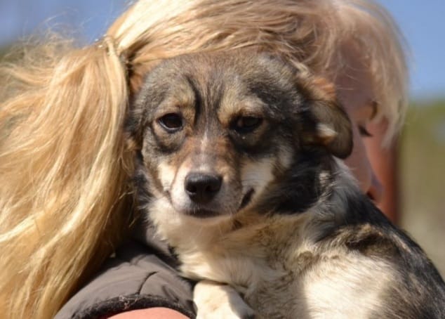 Kate - Hundevermittlung und Adoption aus Rumänien