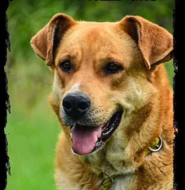 Ursa - Hundevermittlung und Adoption aus Rumänien