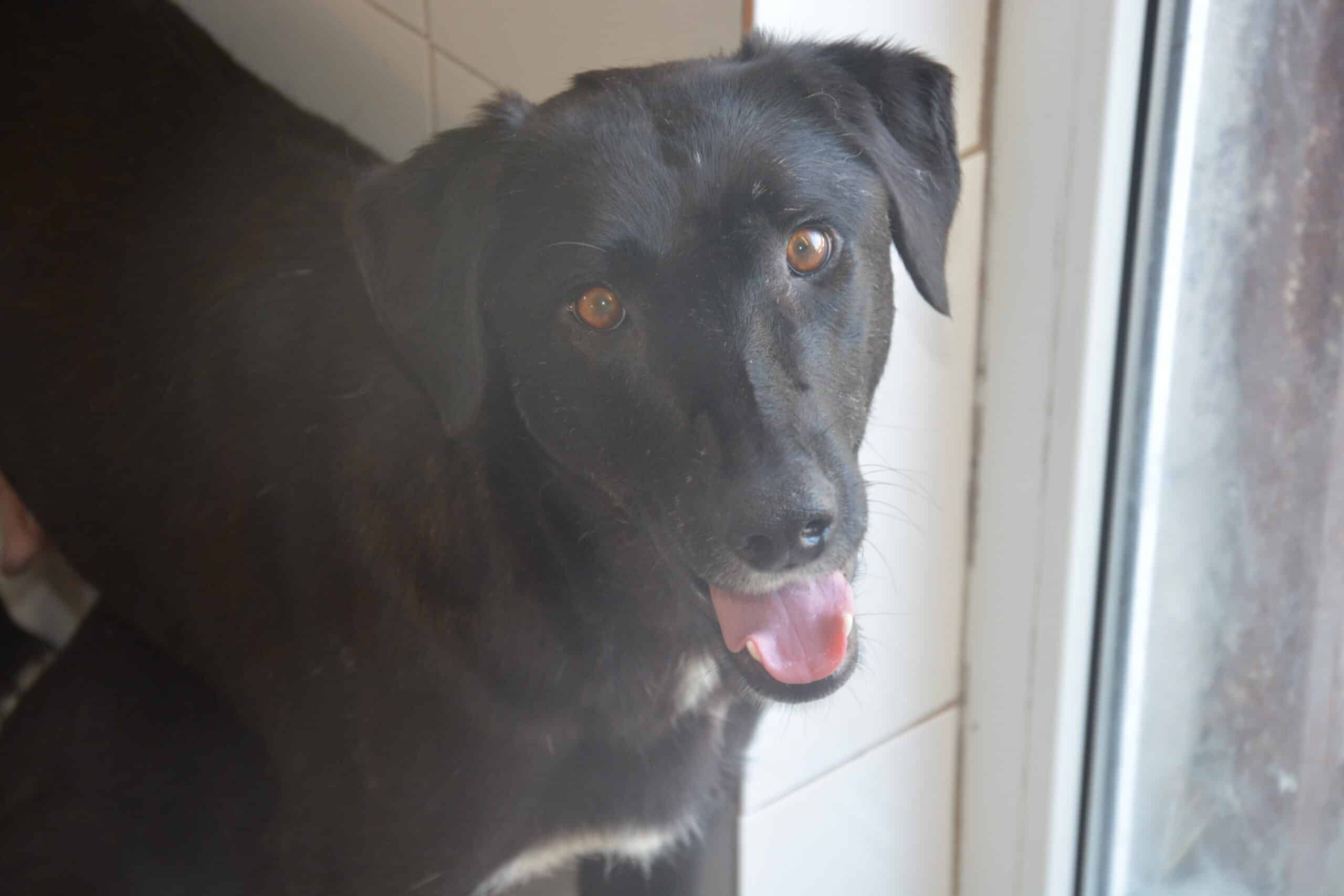 Zefania - Hundevermittlung und Adoption aus Rumänien