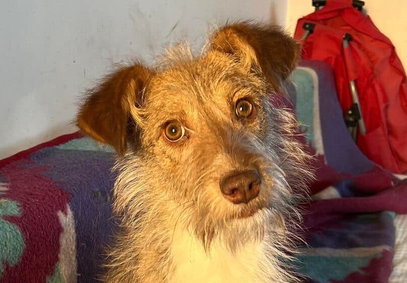 Becky - Hundevermittlung und Adoption aus Rumänien