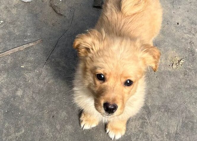 Alexia - Hundevermittlung und Adoption aus Rumänien