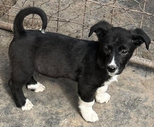 Appollo - Hundevermittlung und Adoption aus Rumänien