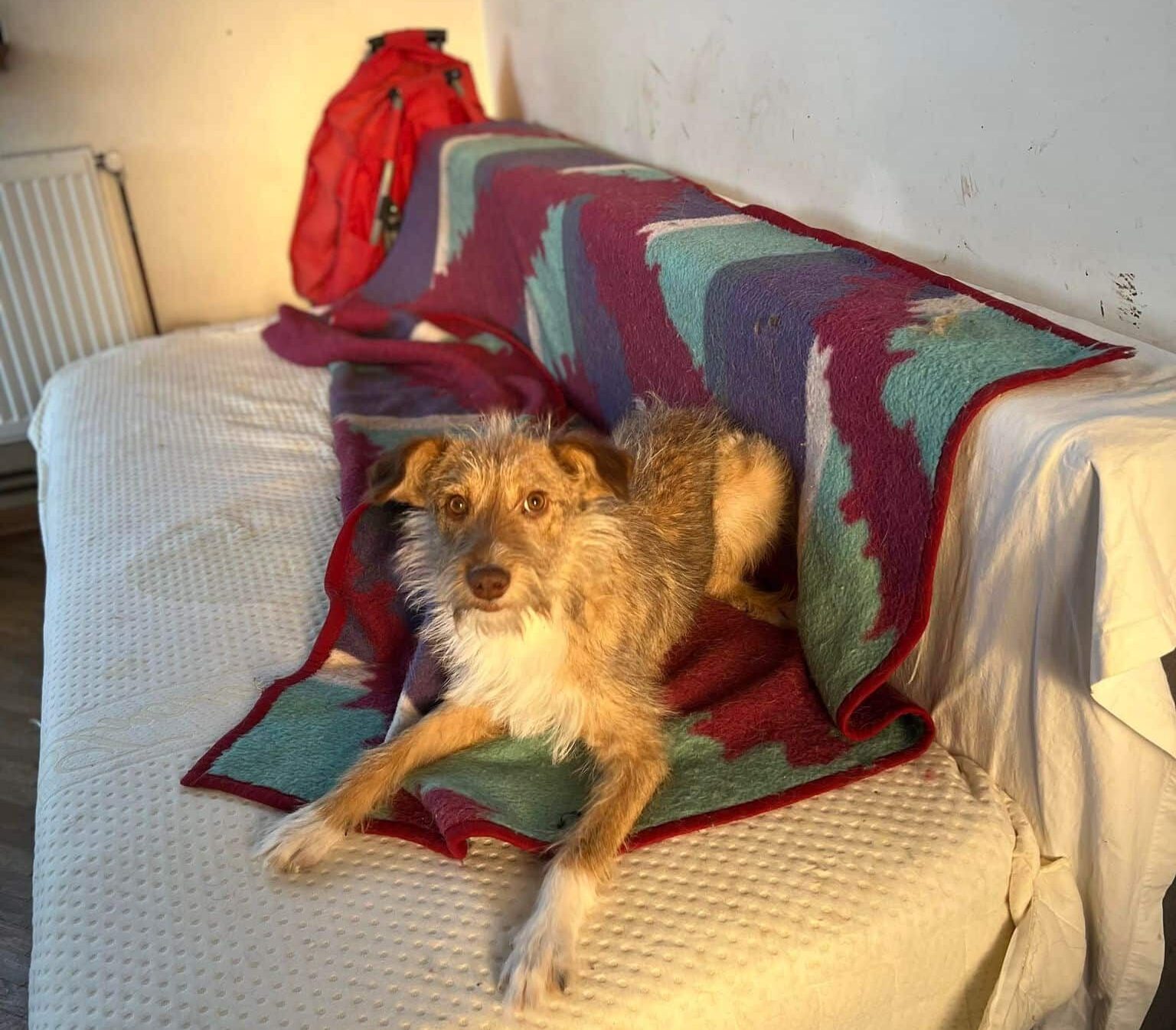 Becky - Hundevermittlung und Adoption aus Rumänien