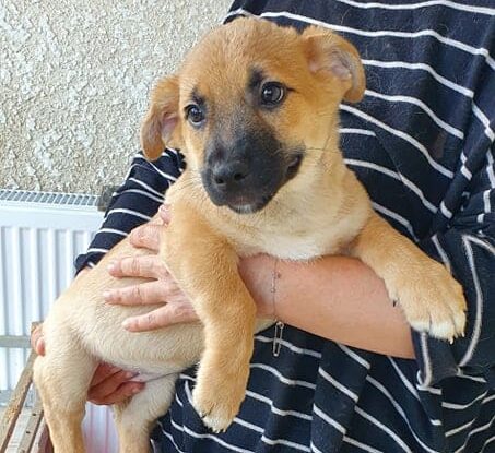 Bodo - Hundevermittlung und Adoption aus Rumänien