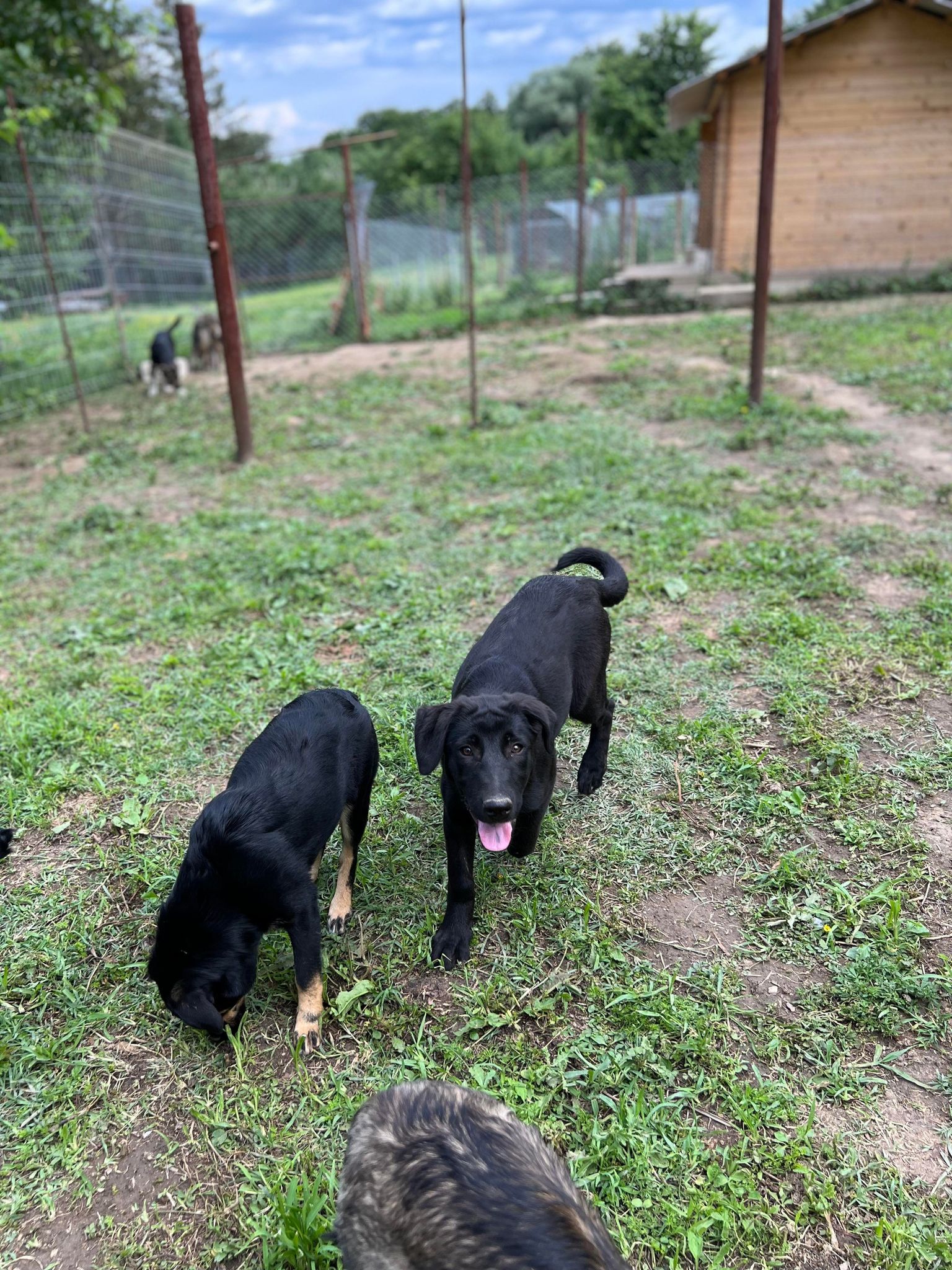 Zelia - Hundevermittlung und Adoption aus Rumänien