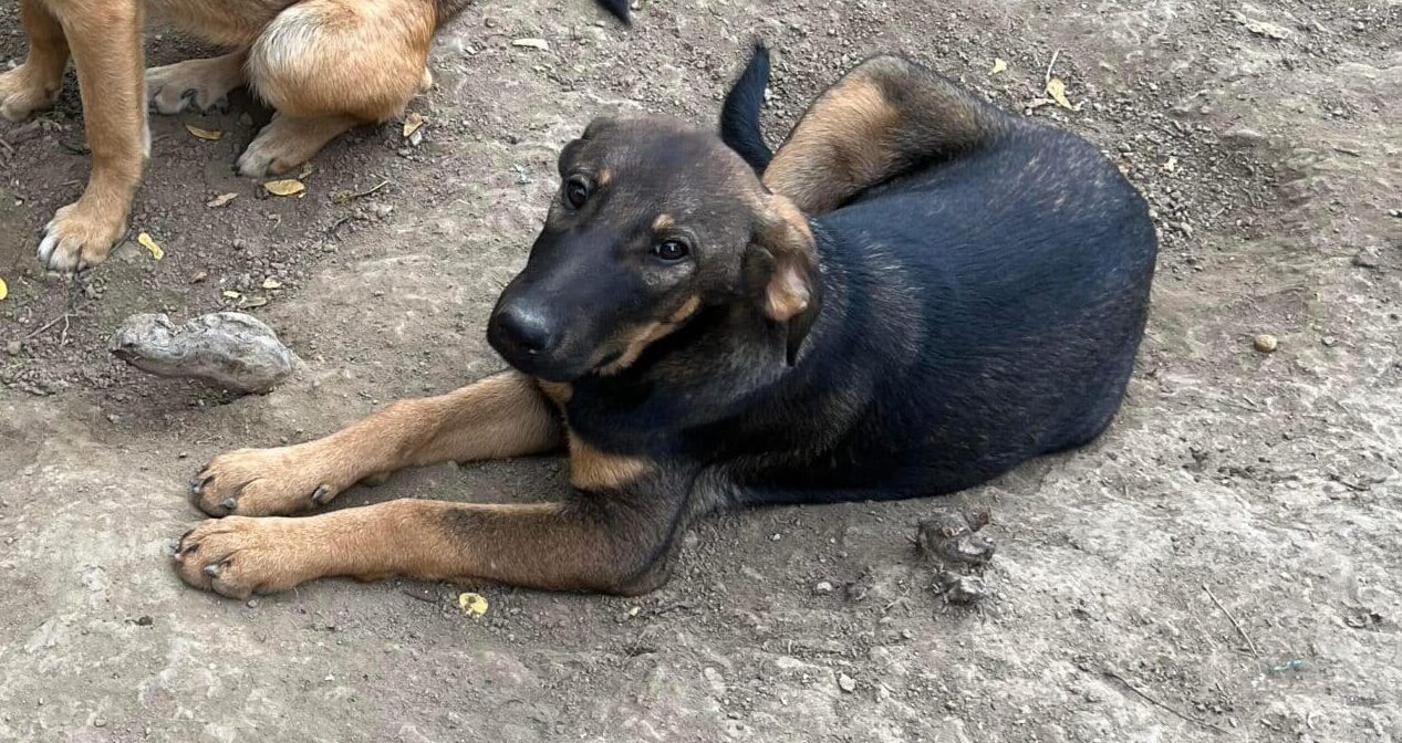 Zerres - Hundevermittlung und Adoption aus Rumänien