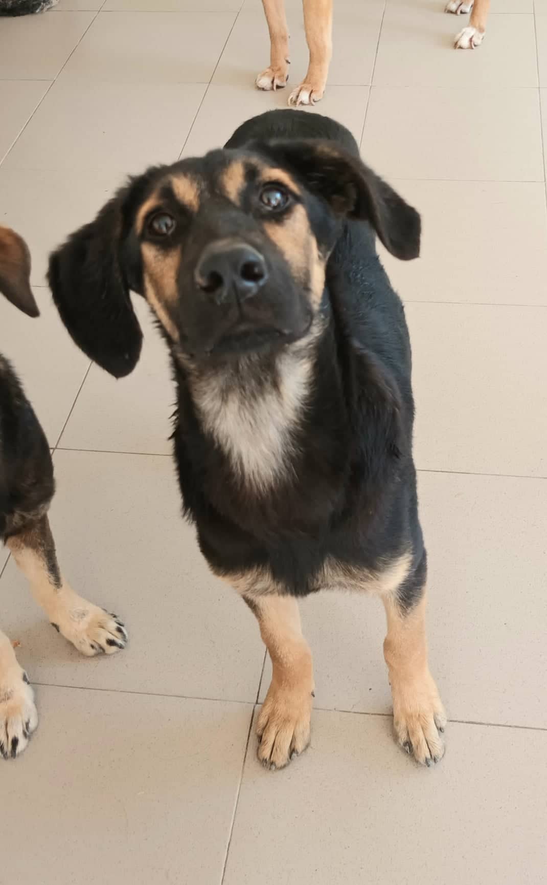 Ziska - Hundevermittlung und Adoption aus Rumänien
