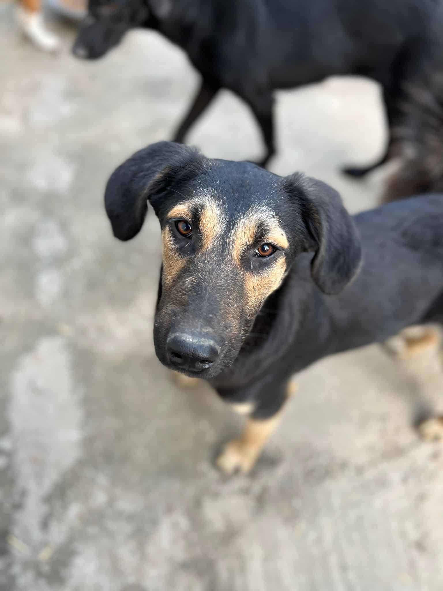 Ziska - Hundevermittlung und Adoption aus Rumänien