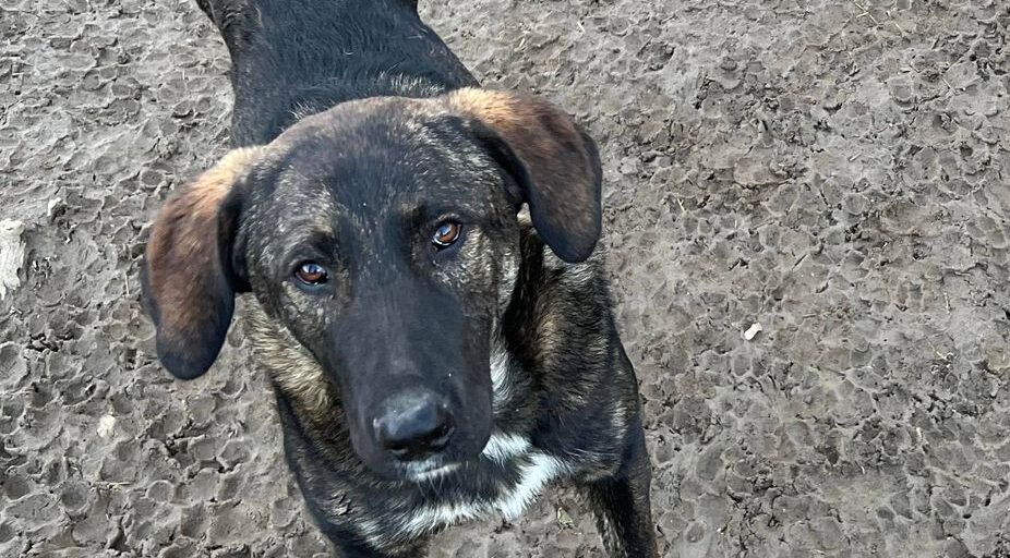 Zalo- Hundevermittlung und Adoption aus Rumänien